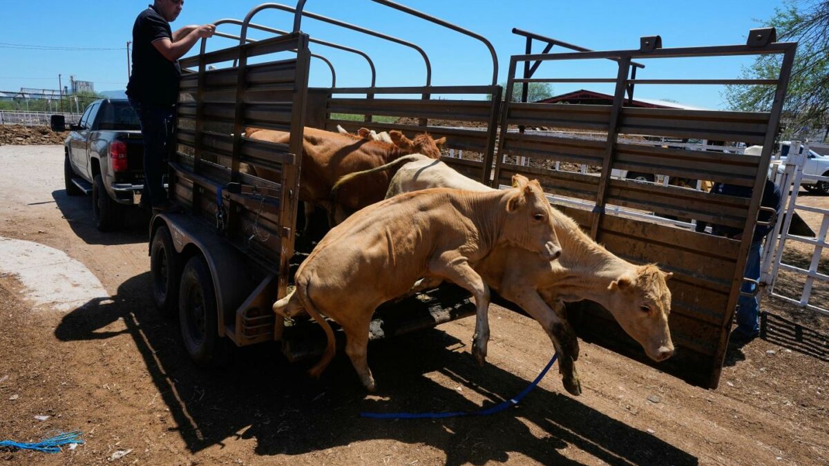 U.S. to allow limited livestock imports from Mexico as outbreak from flesh-eating screwworm parasite eases, but total eradication will take time