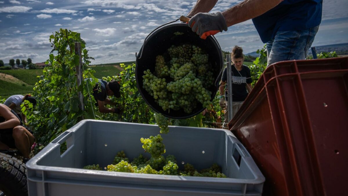 The great climate change Champagne race, as grape ripening shrinks from 100 to 80 days: ‘We’ve never seen anything like it’