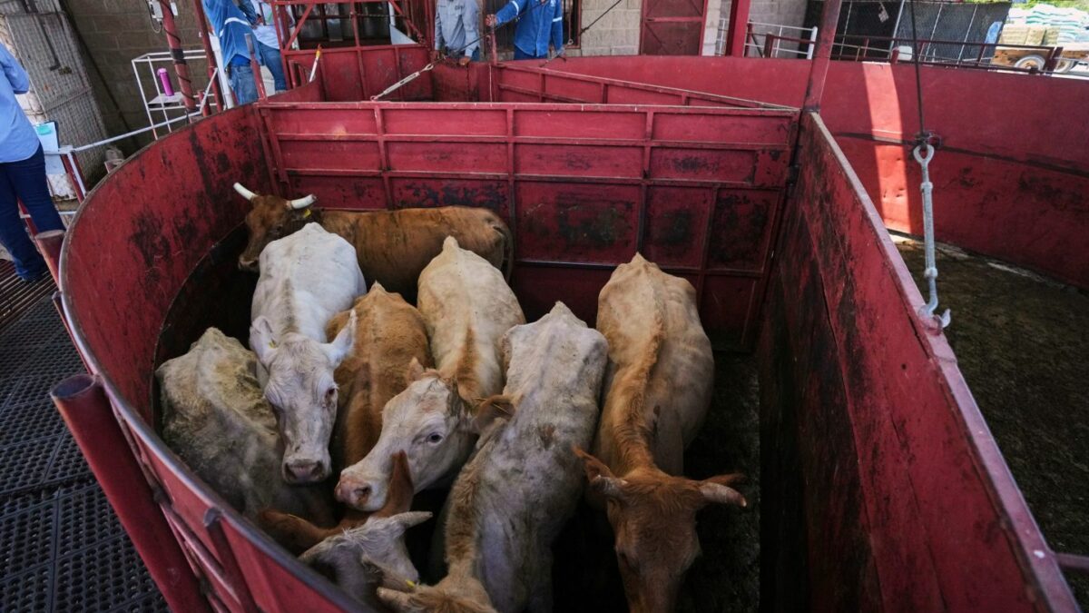 A flesh-eating parasite shut out Mexican cattle—now record beef prices are forcing Trump to reopen the gate