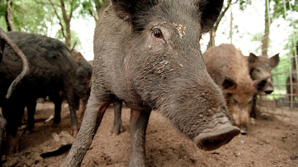 Feral hogs are running wild in 35 states and the Senate is debating whether to triple funding