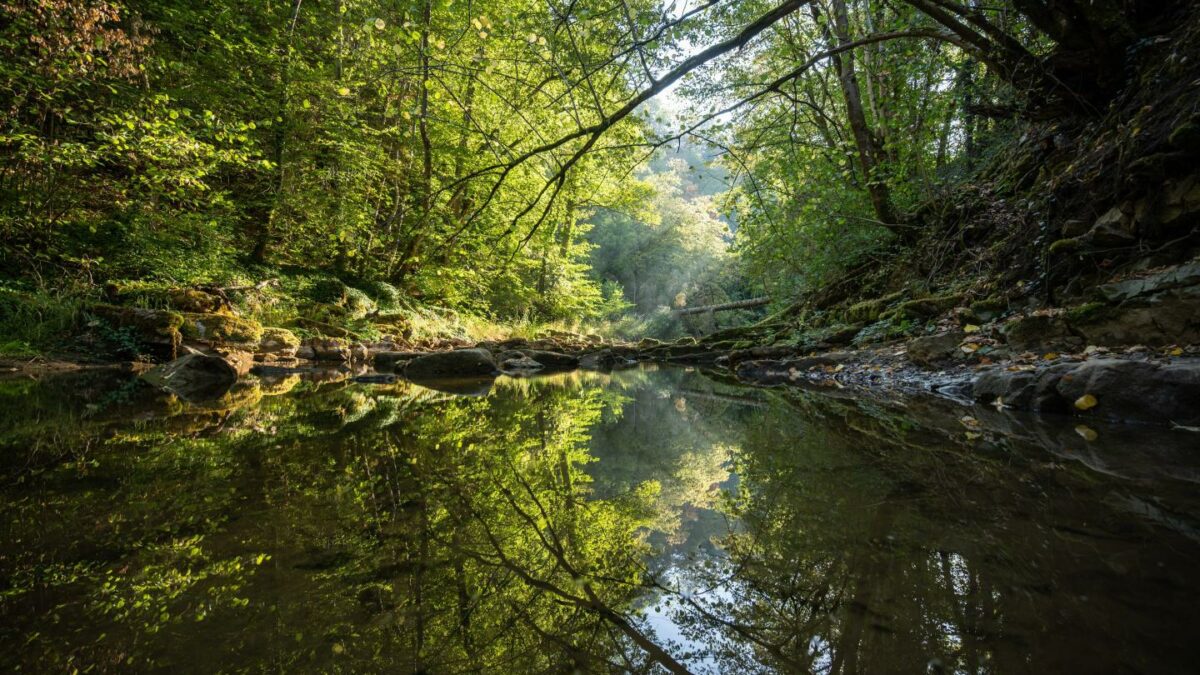 Earth’s forests took 100,000 years to recover from the last climate shock — this one is moving 10 times faster