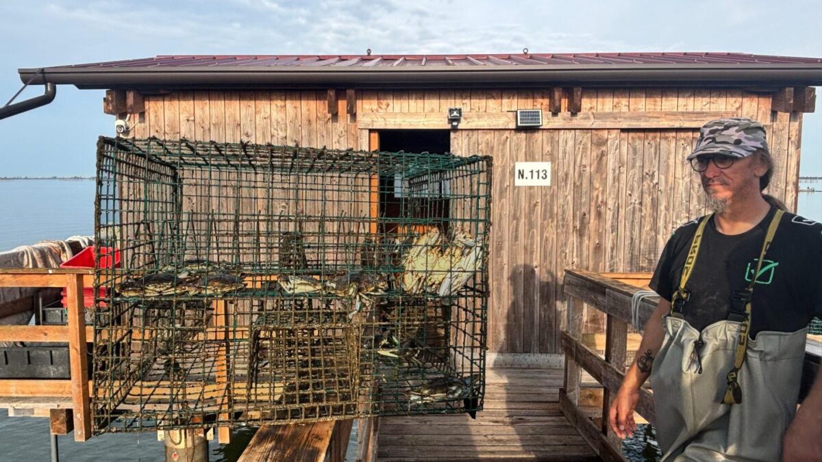 ‘If you can’t beat ’em, eat ’em’: Italy is turning its hated invasive crab into a multimillion-dollar business