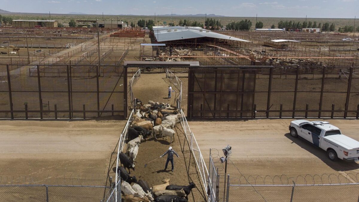 Workers process cattle imported from Mexico at the Santa Teresa International Export/Import livestock crossing in New Mexico in 2019. The U.S. will begin reopening the border to Mexican cattle imports on Aug. 24.